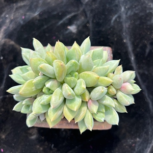 tb406136603淘宝一物一拍 多肉植物 红象牙朵朵缀 无砍 盆口径120人