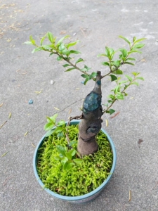 金蝉子盆栽景观