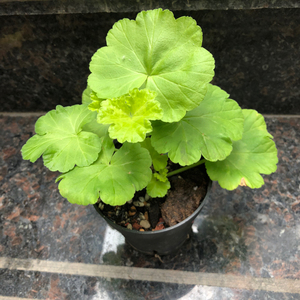 天竺葵金叶双色苗情如图,玻璃心勿扰