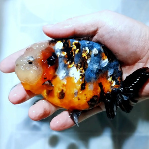 兰寿金鱼精品麒麟兰寿福州潘氏兰寿观赏鱼