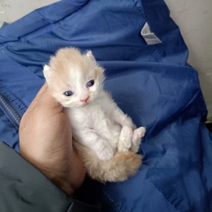 手机实拍，最贵的一只小猫， 矮脚茹色赛尔凯克，(赛凯）个性猫