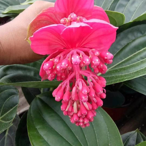 宝莲灯花苗盆栽绿植花卉客厅室内阳台植物珍珠宝莲灯苗四季常青