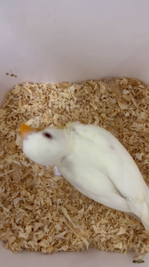 白华乐牡丹鹦鹉,海口三亚万宁琼海的当面可以给你送到.