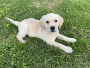 拉布拉多犬纯种幼犬母