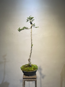 文人榆树 带盆包邮