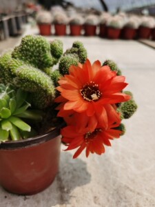 仙人球白檀缀化