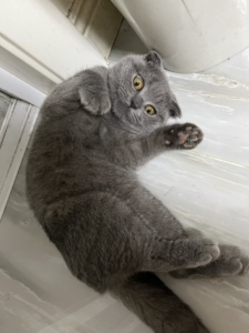 英短蓝猫折耳猫