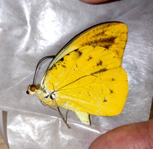 国外蝴蝶标本 红翅鹤顶粉蝶 未展翅原蝶a1收藏