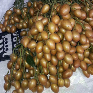 黄皮树果