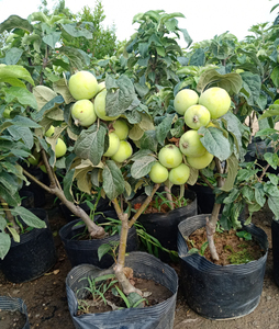 带果子发货自家种植盆栽苹果苹果苗带果矮化盆栽南方北方种植庭院