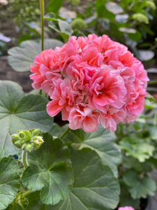 天竺葵,越养越多,出掉一部分.图片上的品种都有,教皇,吊带衫