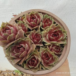 绒娟 百惠 红勋花 吴氏长生草大全 多肉植物 多肉体验馆0人付款2