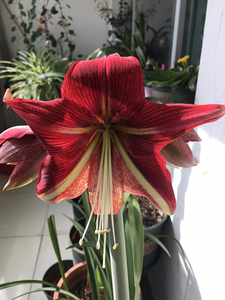 00毛小短淘宝出朱顶红红宝石,大部分开半重瓣,有时开重瓣,以下面