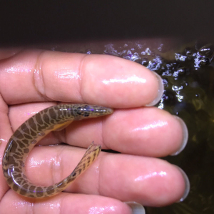 原生美丽沙鳅观赏野生小型底层鱼 吸泥尘 清洗沙石清理垃圾#观