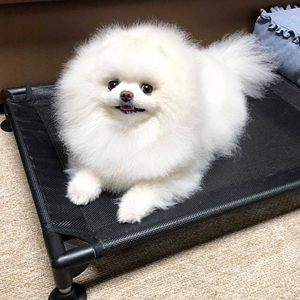 博美小体茶杯狗狗幼犬 活体纯种家养宠物狗 小狗动物活的