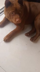五红狗借配,潮汕五红犬借配