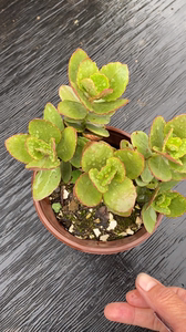 长寿花摩尔也叫朝霞,露养和室内养植花色都很美