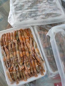 海龙虾/ 狗虾/夹板嘎巴花腰虾 北海本地捕捞小海虾