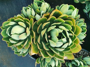 000人付款淘宝多肉小老桩,品种有秀妍,红稚莲,春萌,玫瑰夫人,花之鹤