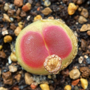 拉登肉锥(30元=60粒) 正版1473.19红窗 母本年头