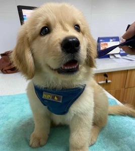 金毛幼犬宠物狗狗虎头大头金毛小狗活的活体活物大骨架导盲犬