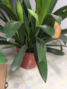 青岛大叶君子兰,青岛大刀,拍之前联系,300是一棵芽子的价格