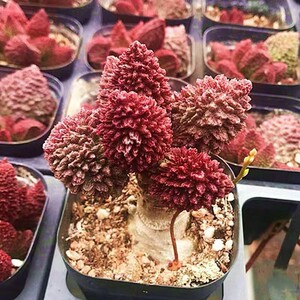 同款货源男人装名品店淘宝大疣朱紫玉,拍现图,包老桩.