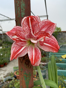 十二单衣朱顶红