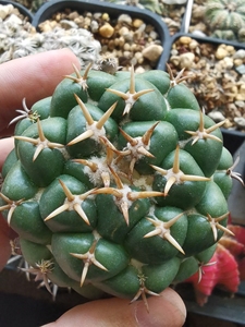 60620567仙人球多肉,实生短豪刺象牙獠牙像牙象芽,6.2厘米大