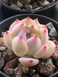 极品透明色一物一拍ak玛利亚多肉植物标价即卖价,白底ak,底