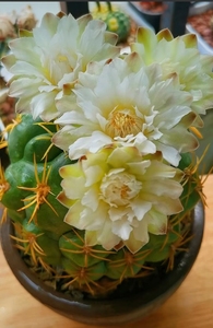 海王仙人球,美花海王,白色偏黄绿色大花,已经有种夹,出种子