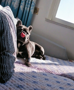 000人付款淘宝红眼丁香包金蓝包金法牛公母 幼犬法国斗牛犬 法斗纯蓝