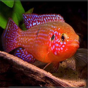 红宝石鱼血钻鱼热带鱼球型三湖慈鲷马鲷科招财鱼观赏鱼包活