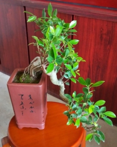 悬崖榕树盆景造型榕树临水飘支榕树榕树寓意着荣华富贵