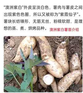 高端薯苗澳洲紫白2023年现货红薯苗地瓜苗脱毒红薯苗高产苗