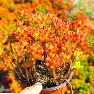 虹之玉锦乙女心多肉植物超大颗包邮精品盆栽套餐绿植组合老桩盆栽