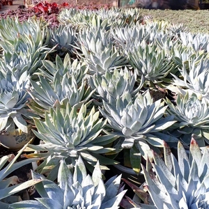 雪山仙女杯大老桩多肉