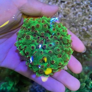 大量荧光紫点绿奶嘴海葵 尺寸4-6的48   尺寸7-10的