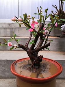 东洋锦海棠日本