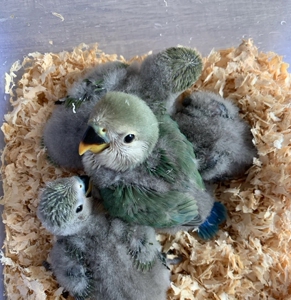 绿金顶半毛鹦鹉超好看半毛雏鸟新人适合养,不懂可以咨询一对一的