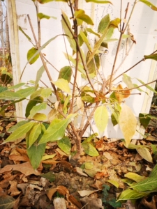 贵妃檀香,鄢陵腊梅,蜡梅花,自己家地里种的,保证开花对版.