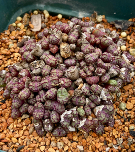 【肉锥】cr1004超级母本红纹安贞