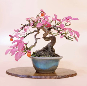 日本绯玉真弓卫矛盆景 【介绍】观叶观果 落叶树种花期5-6月