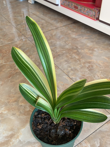 君子兰精品油匠黄金彩,由于天气寒冷,只支持同城交易