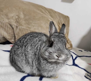 【金吉拉兔子】金吉拉兔子品牌,价格 - 阿里巴巴