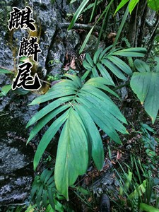 大型麒麟尾/上树龙/龟背竹/植株高大、吸甲醛、是热带雨林景造