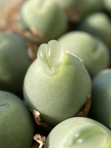 多肉小拳拳海豚嘴嘟嘟嘴肉锥glo