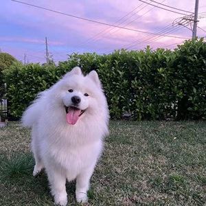 萨摩耶混血萨摩幼犬活体大型犬可爱萨摩耶宠物活体幼崽狗狗 9