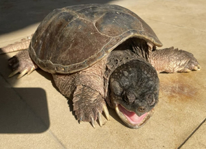 已售-原种北美 北美鳄龟 北美拟鳄龟 鳄龟 小鳄龟 原种北美