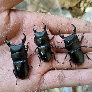 毛角大锹甲虫,宠物,锹甲品种自鉴,对虫,看上拿走.产地凉山